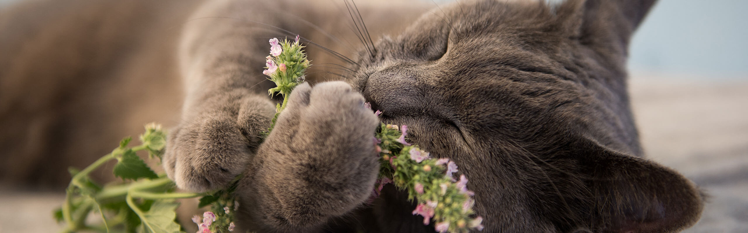 给猫咪的猫薄荷 关于这种植物及其功效的相关信息 Cats Best 